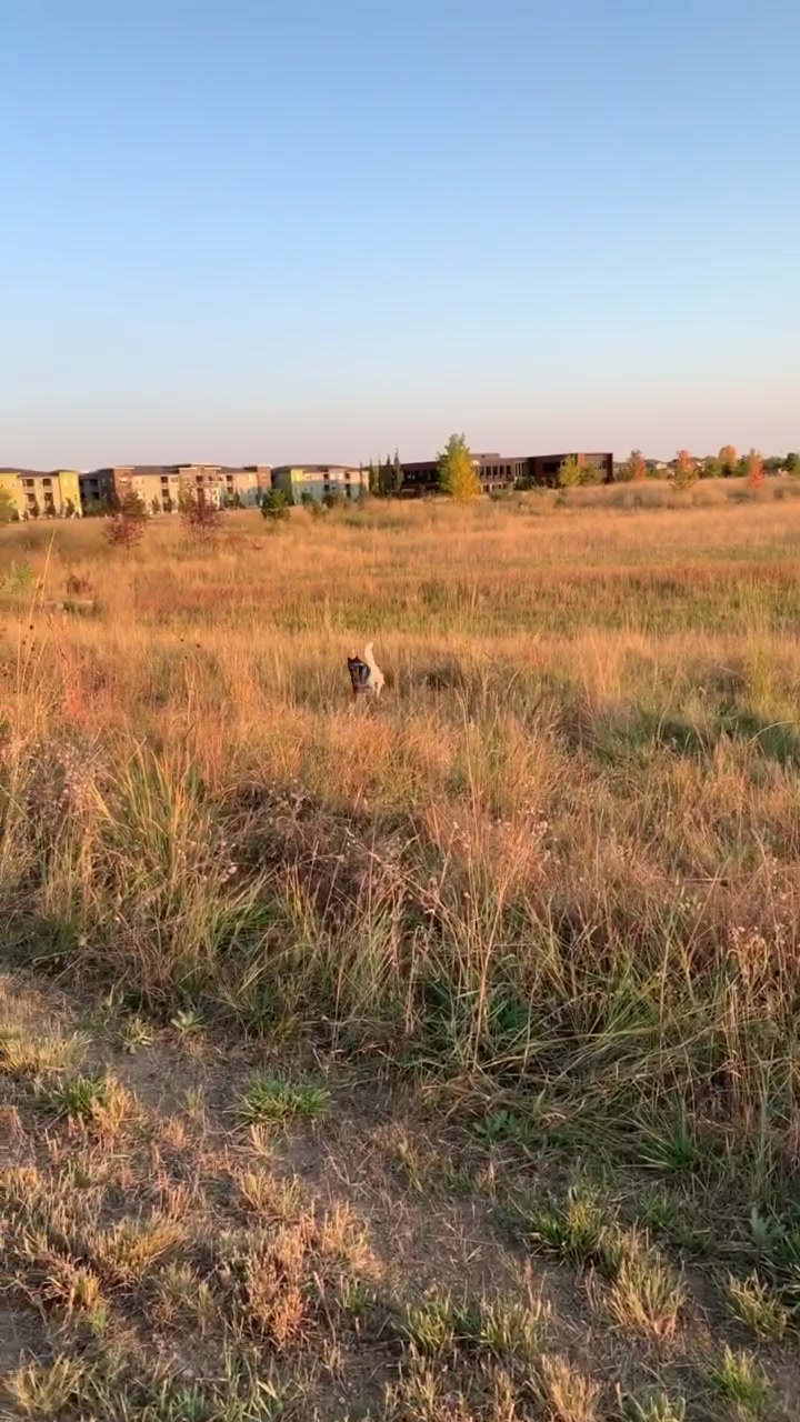 @coloradohuskies