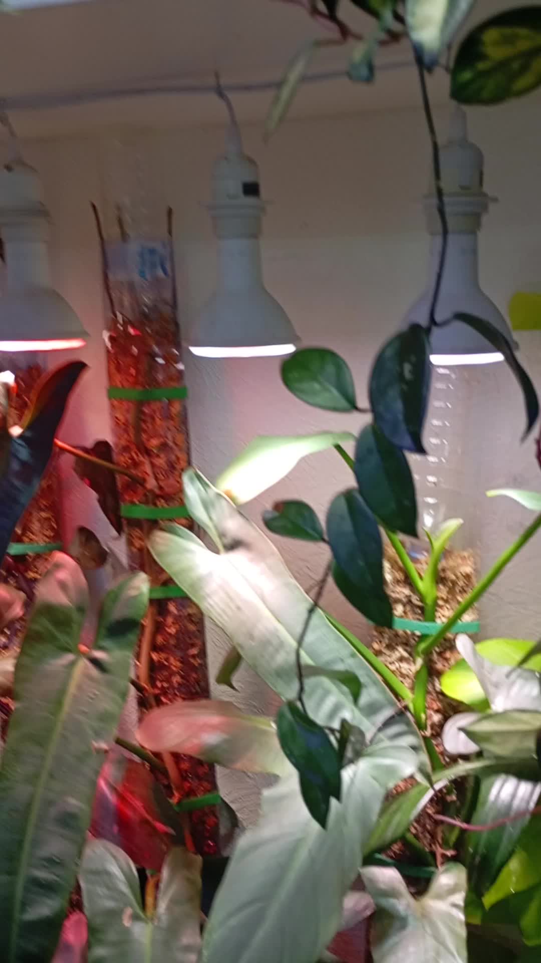 @🌿🌺🌿Orchid Mama 🌿🌺🌿