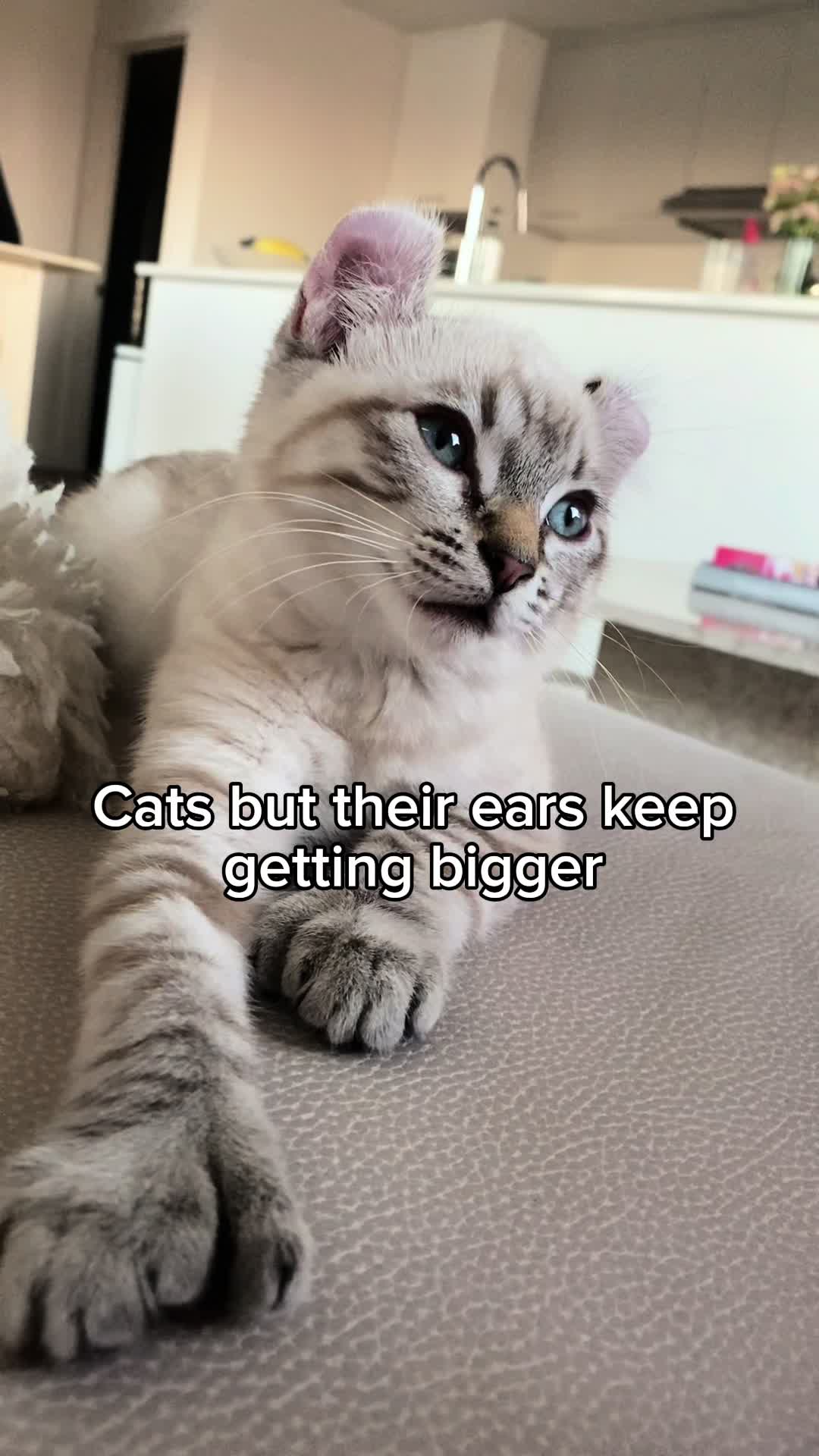 @KittenMitten