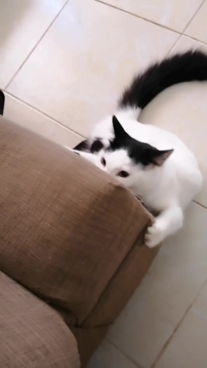 @Boinas 🐱
