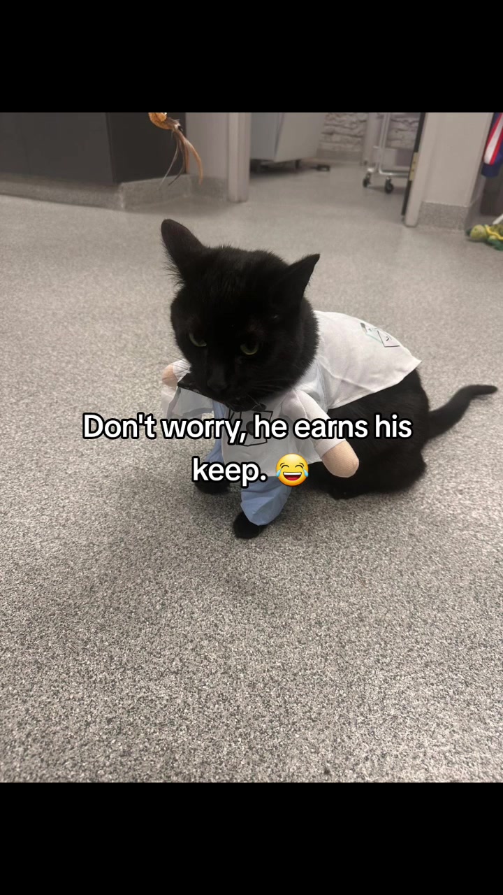@GoodVets Chicago VA 😉🩺🐾