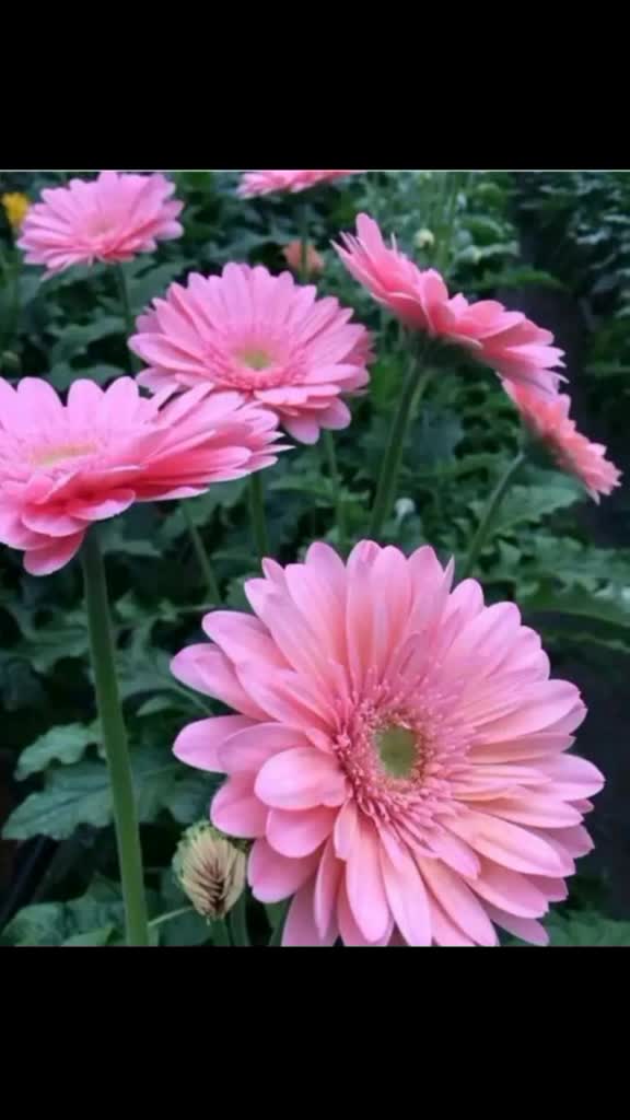@Farhan62