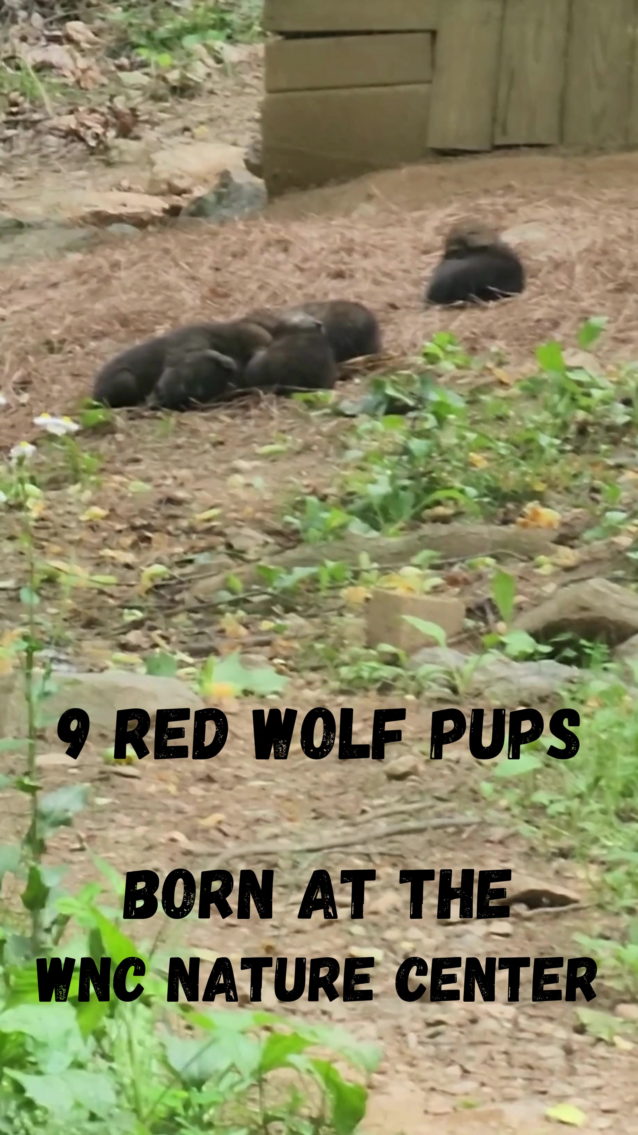 @wandsforwildlife