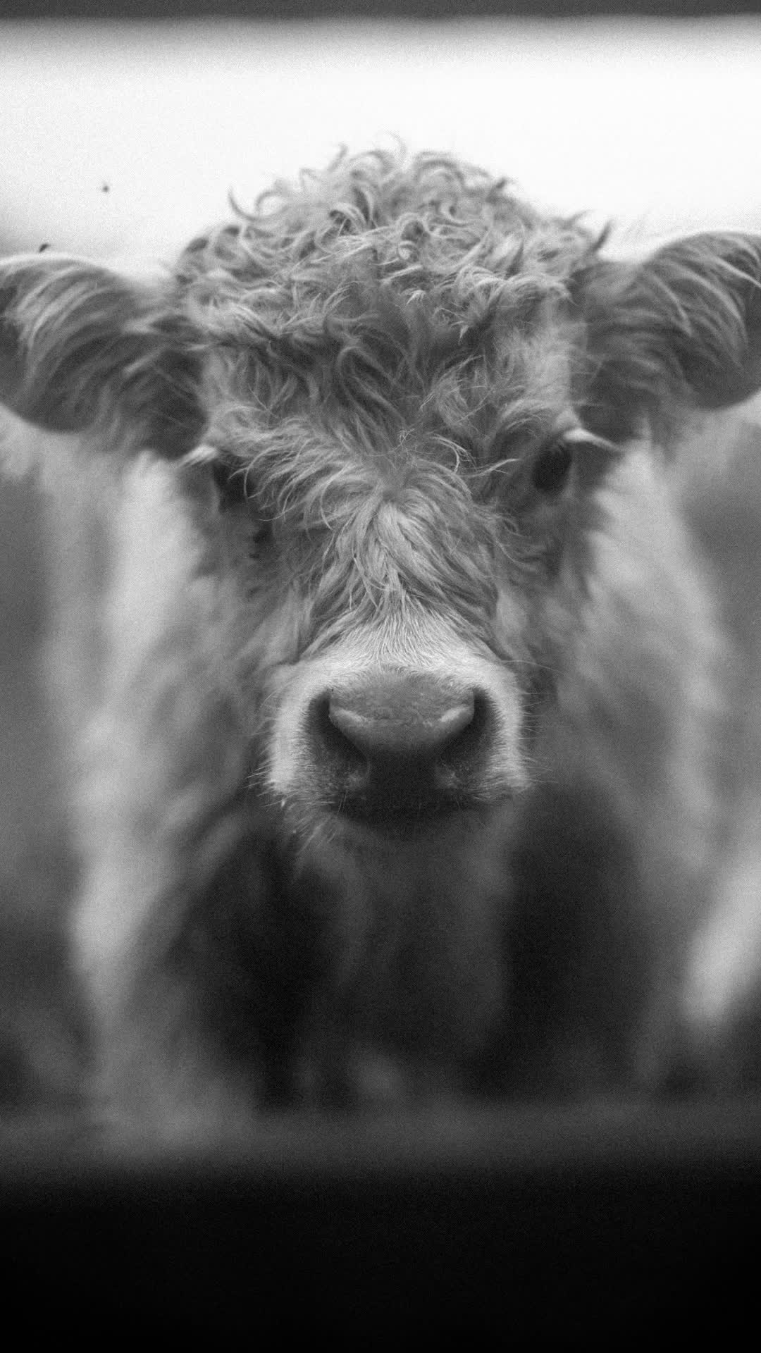 @Ross Wightman Photo