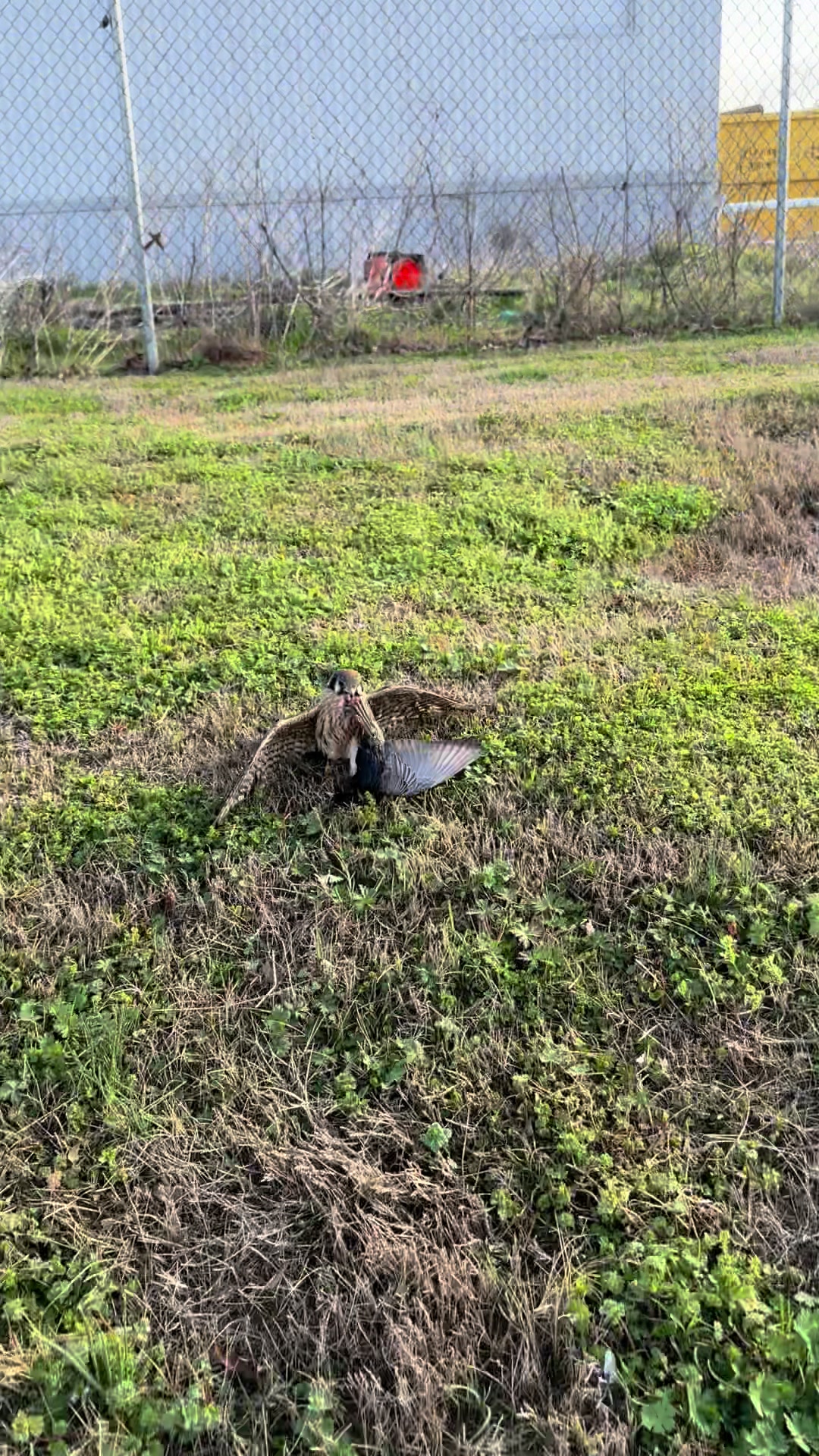 @jonesfalconry