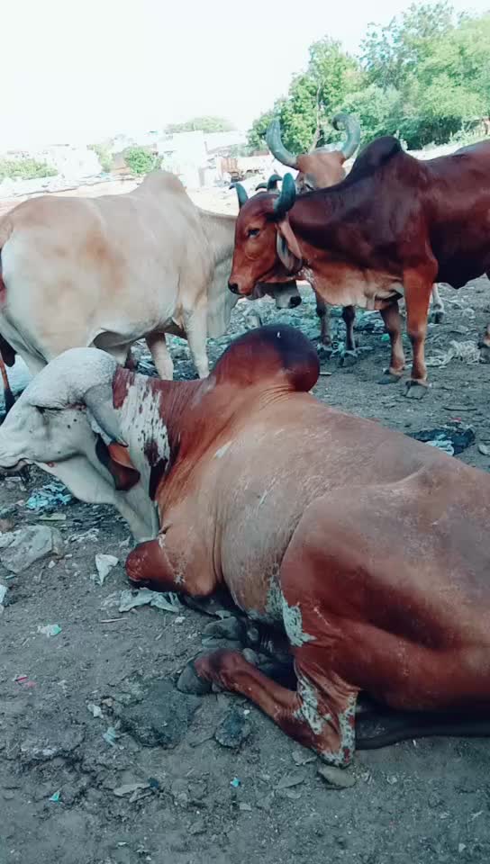 @Tushar Rabari