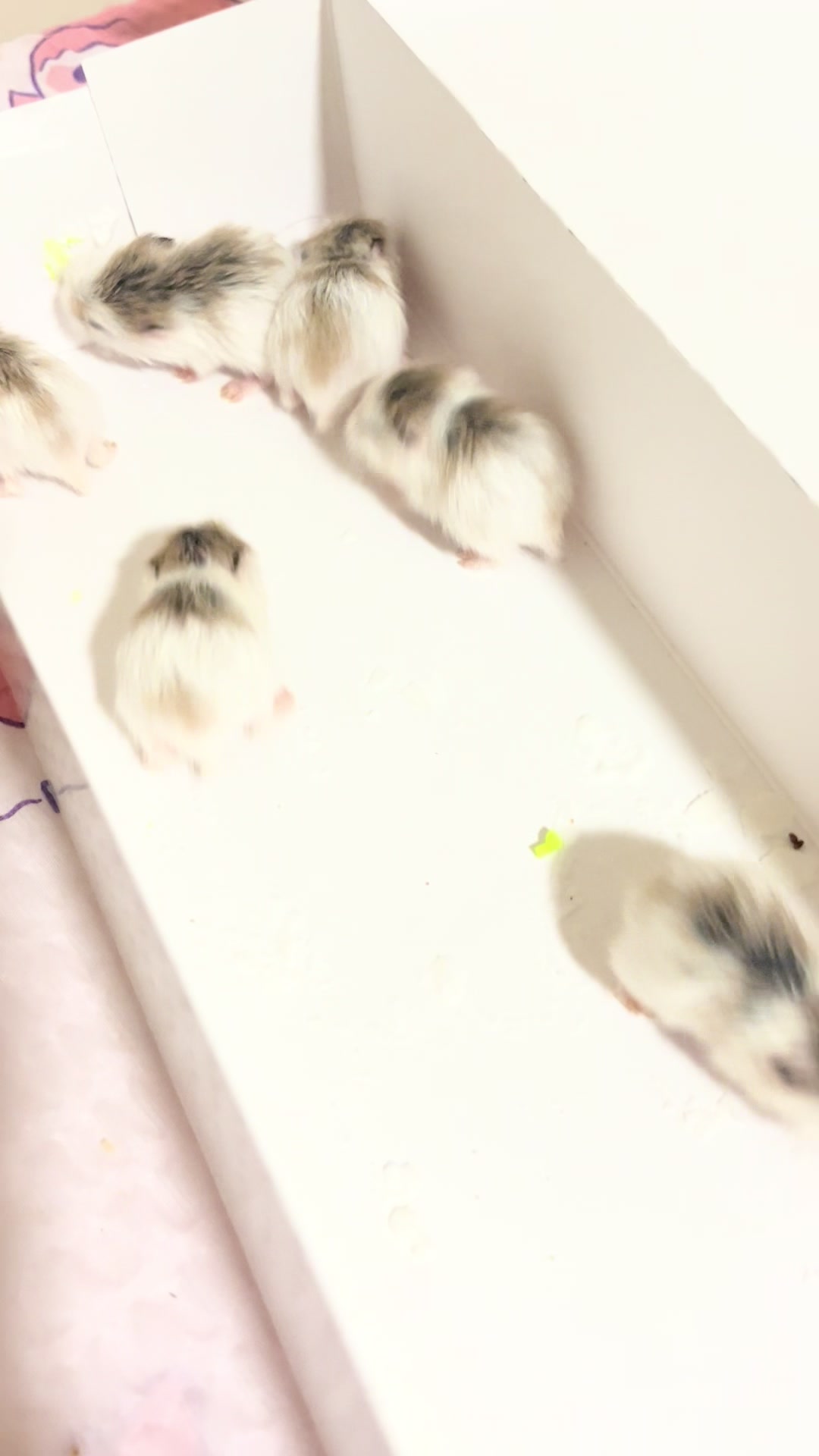 @Milkbun Hamstery 🍡