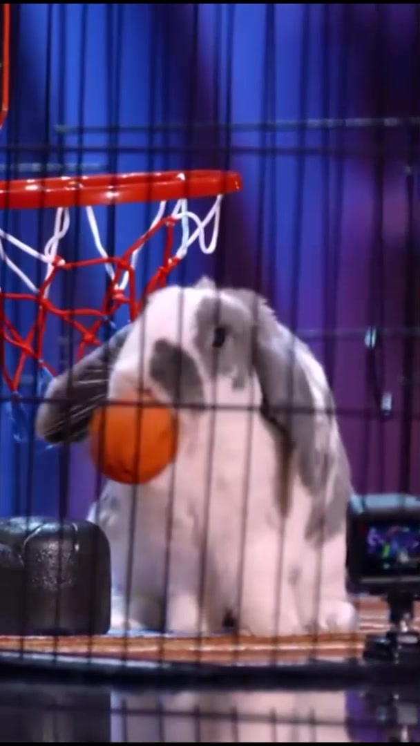 @Bini the Bunny
