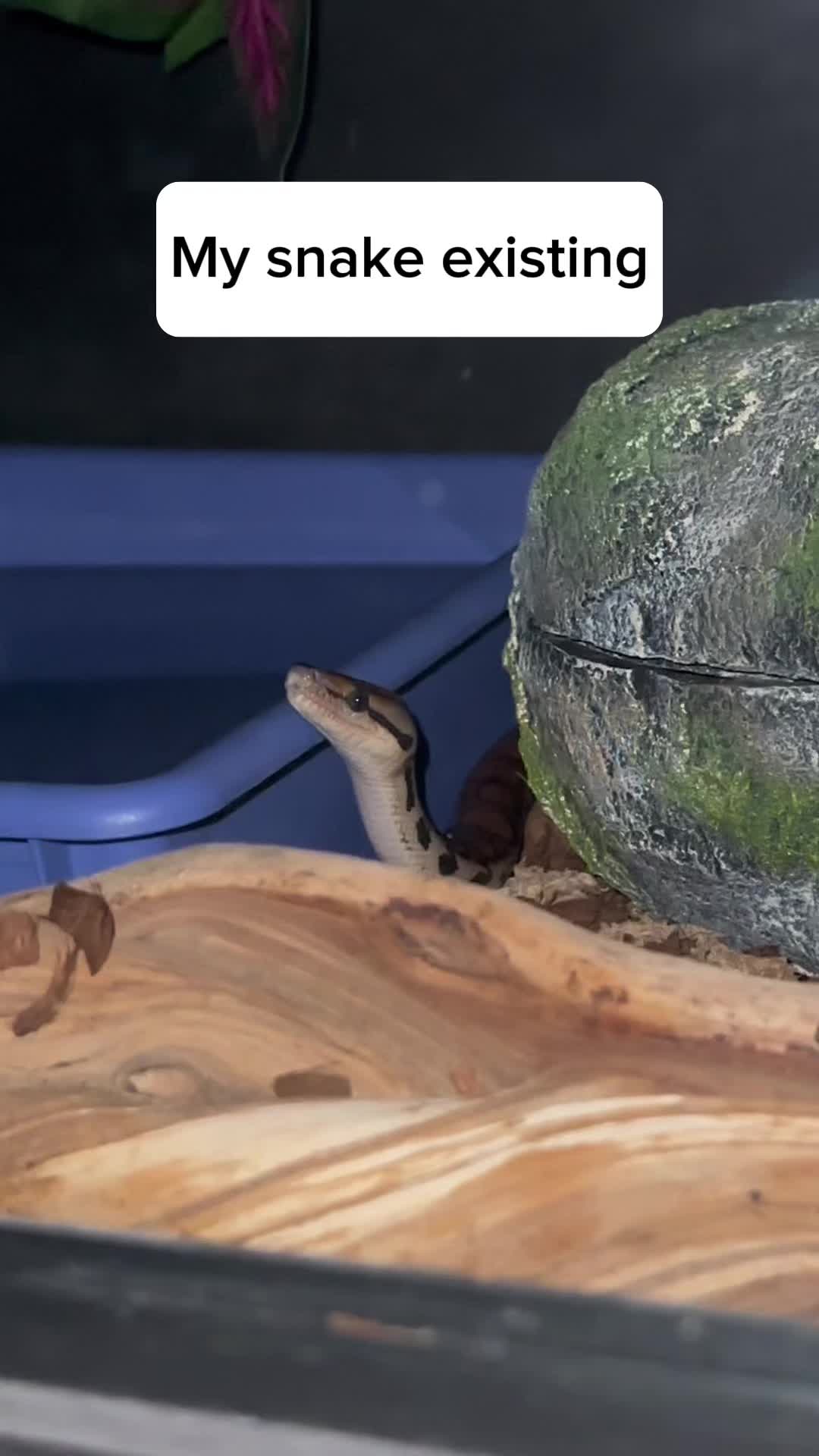 @carpe.diem.serpents