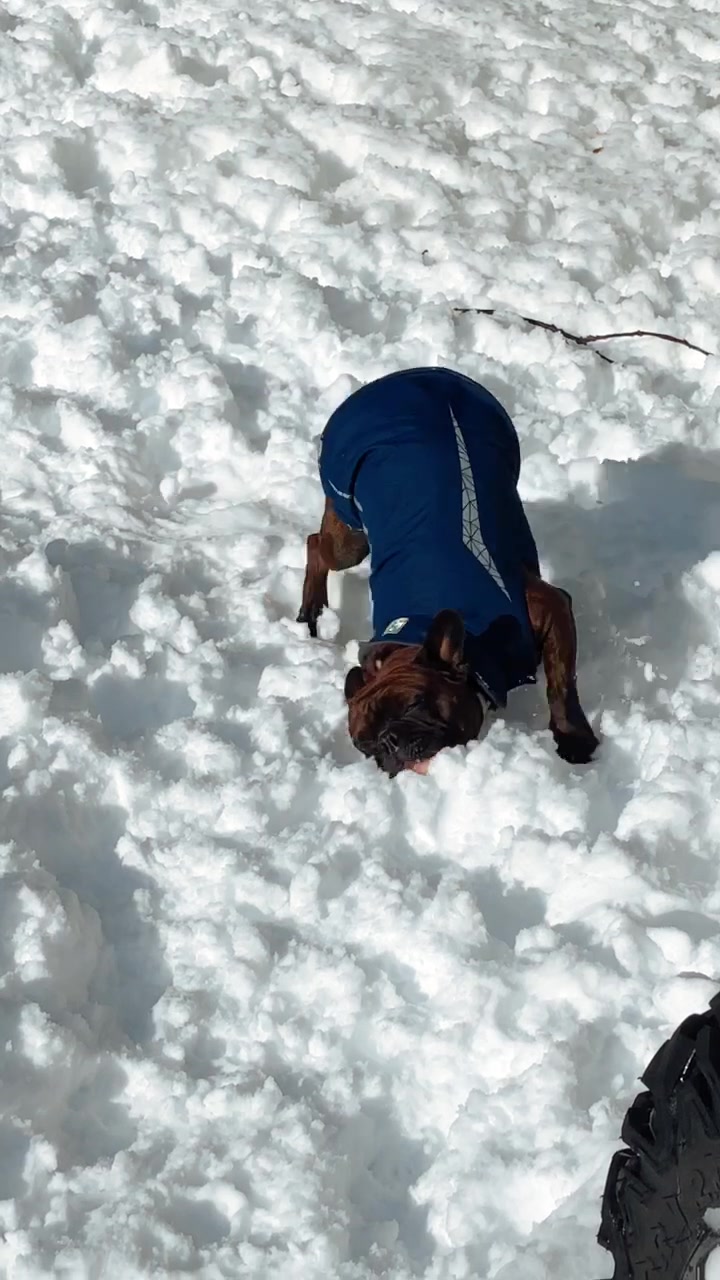 @wildlywinston