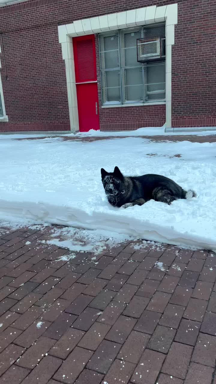 @Akitas.shiba.w