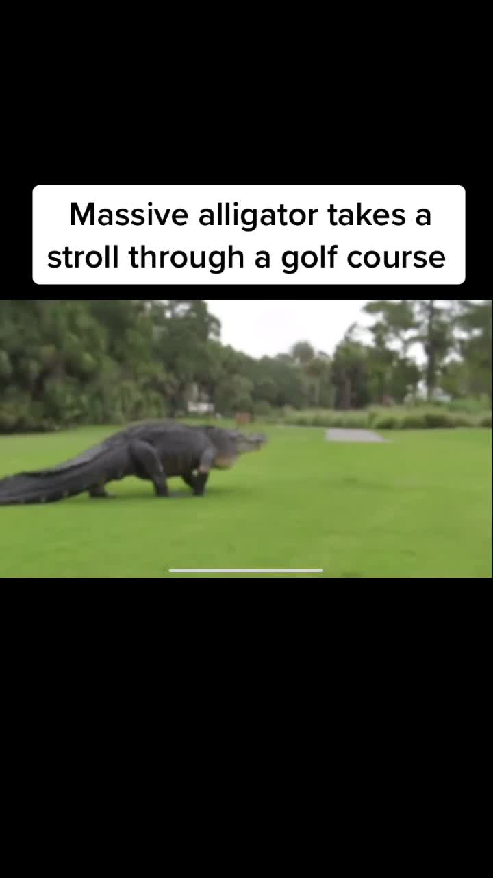 @When_animals_attack