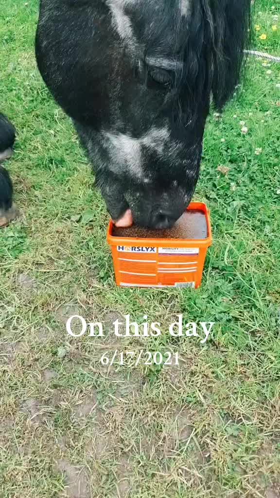 @tiktok michelleshelly