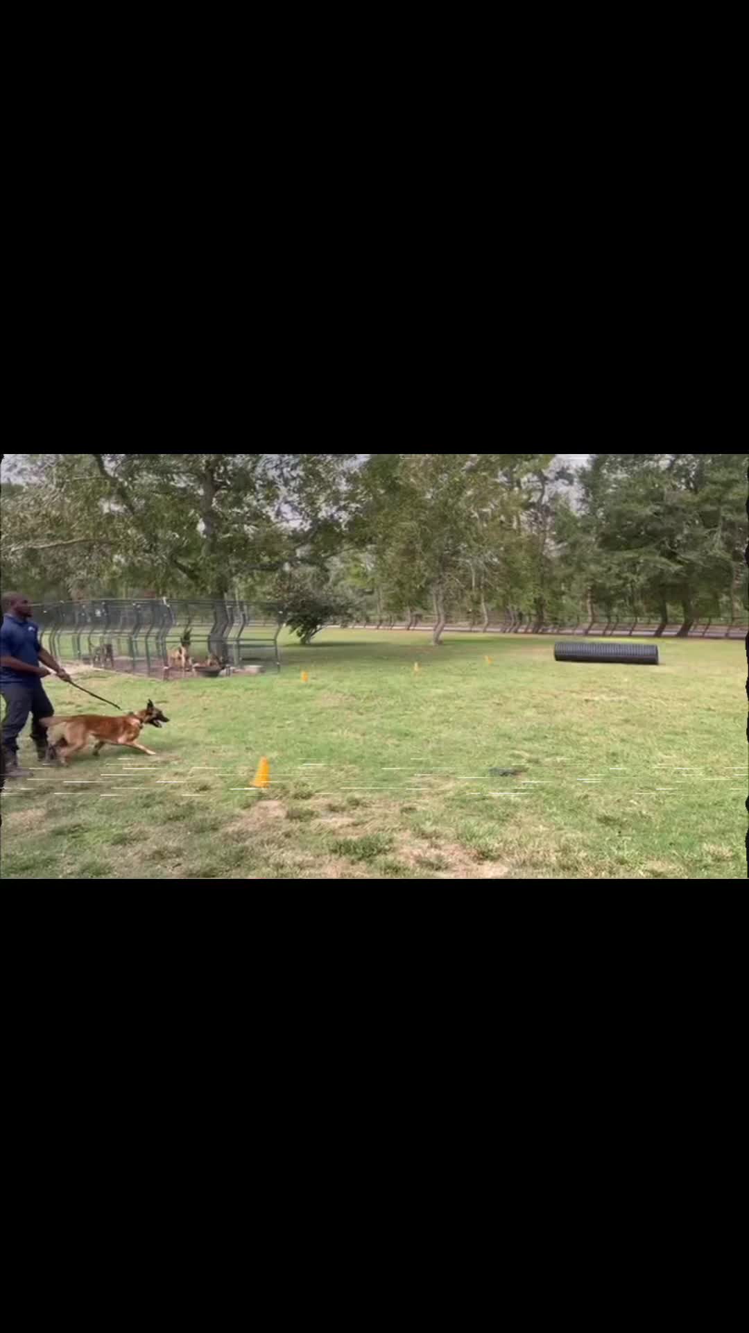 @Damu The Malinois