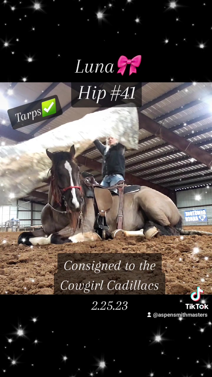 @Ozark Mountain Horses LLC