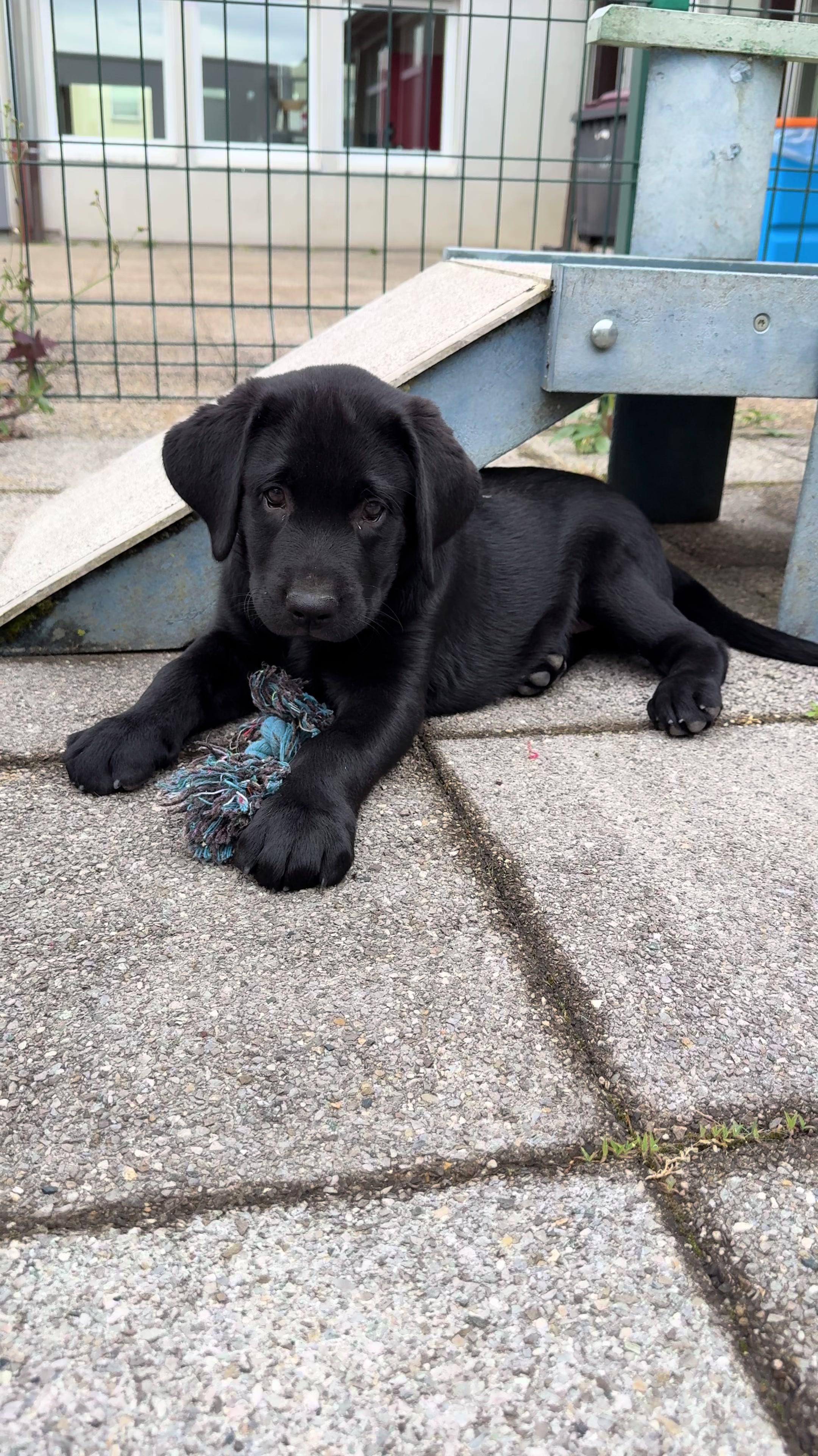 @Chiens Guides de l&rsquo;Est