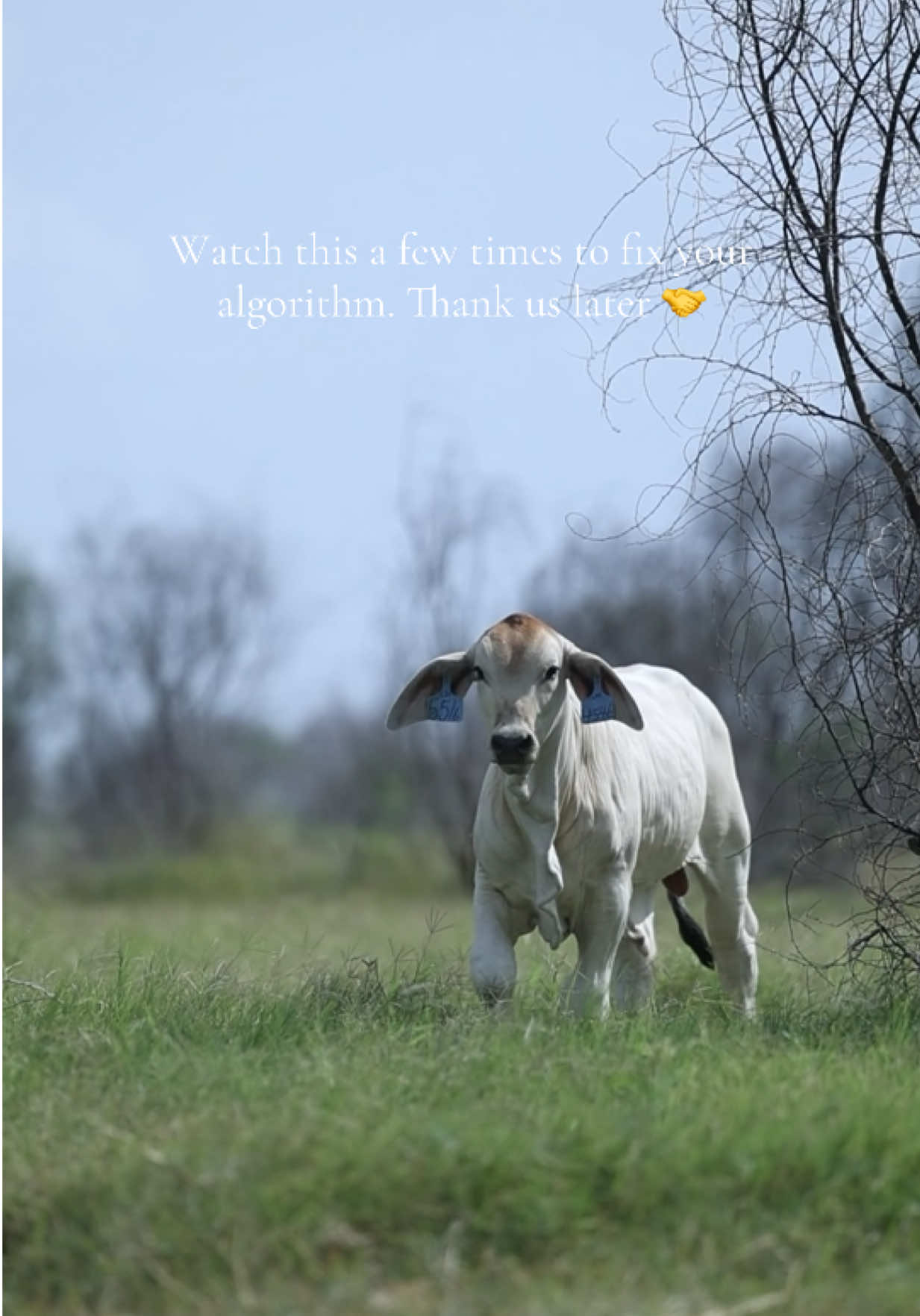 @England Cattle Co.
