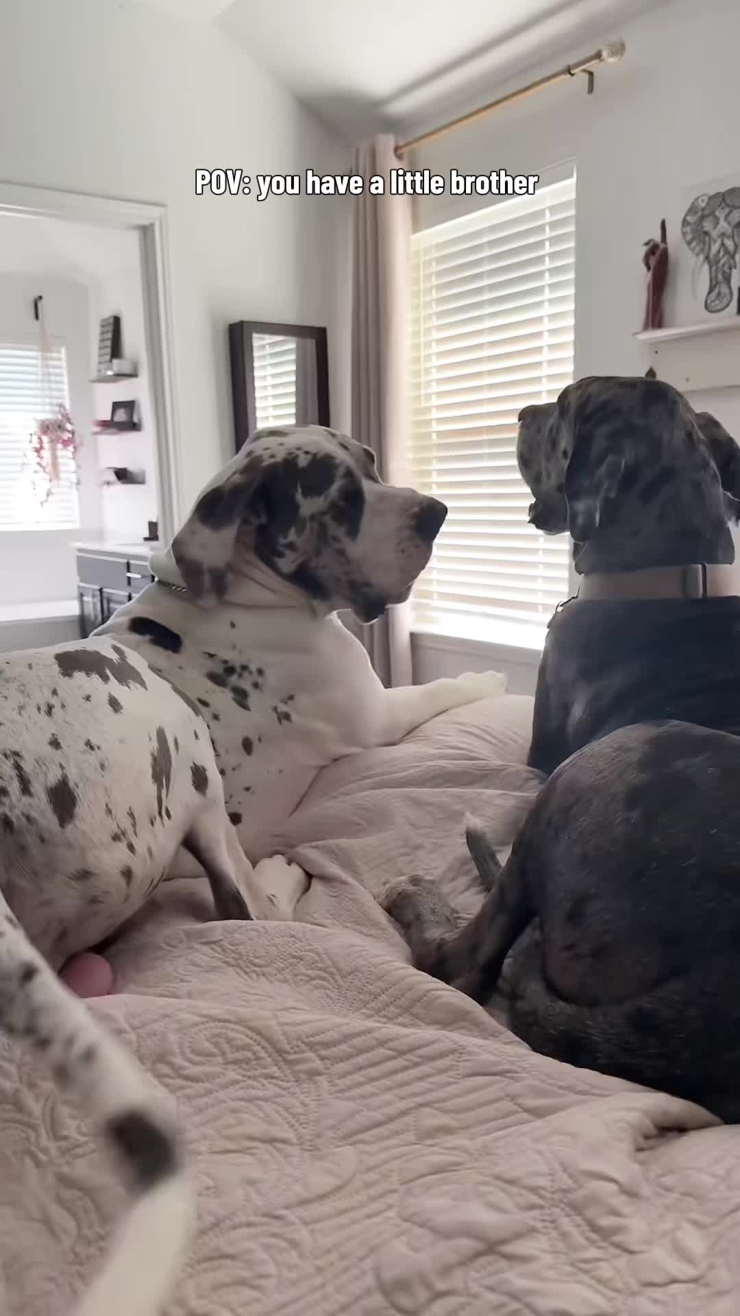 @Along Came Atlas & Aspen 🦕