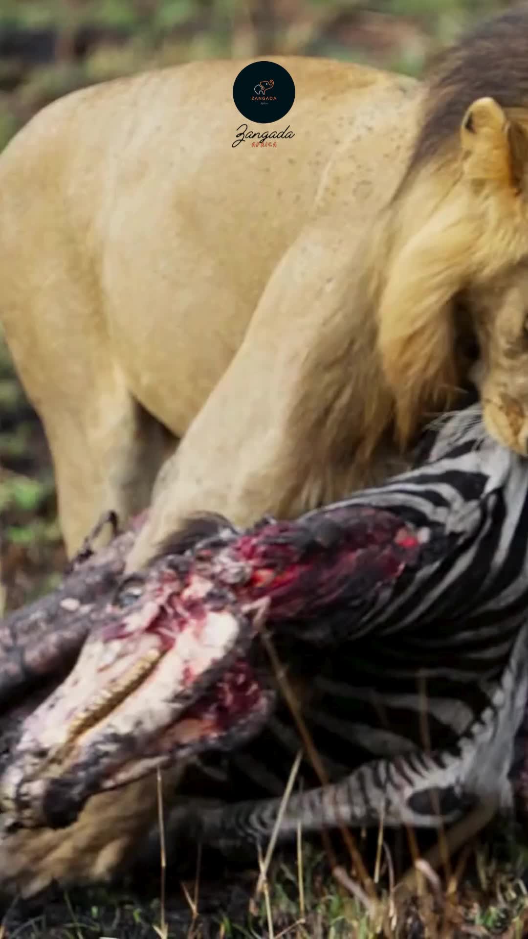 @Zangada Africa