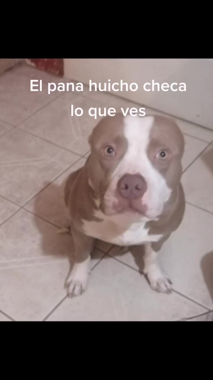 @Pasajero del tiktok