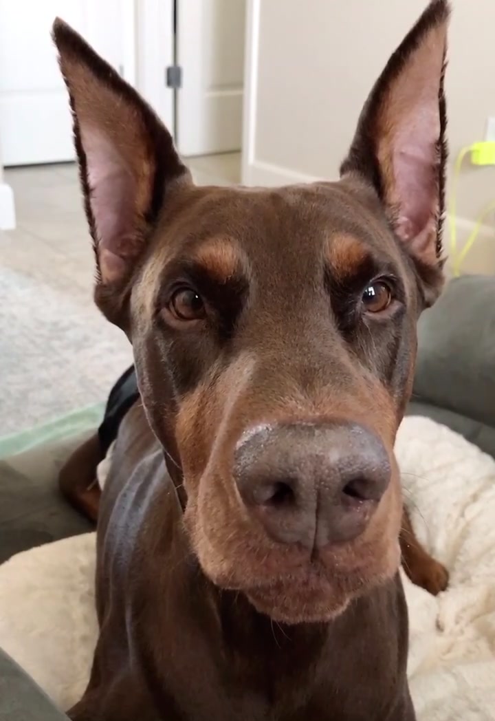 @Cairo the Doberman