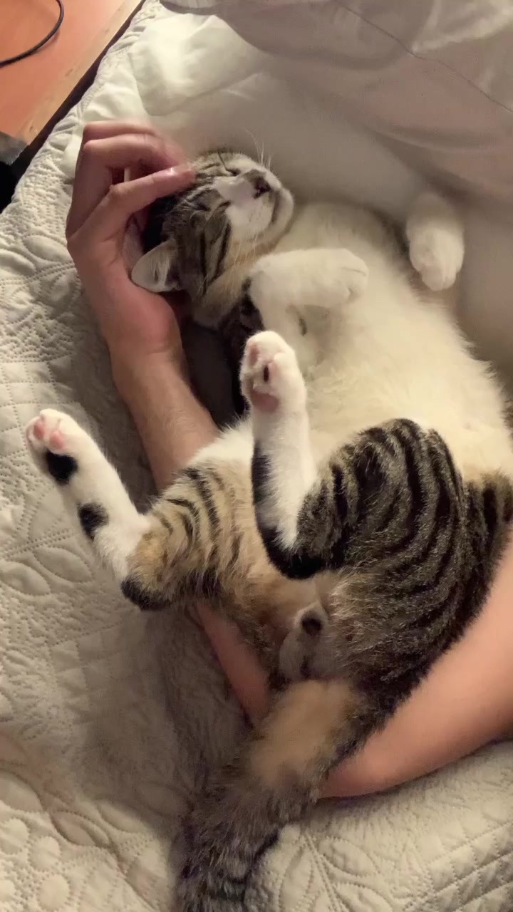 @Gato Harley