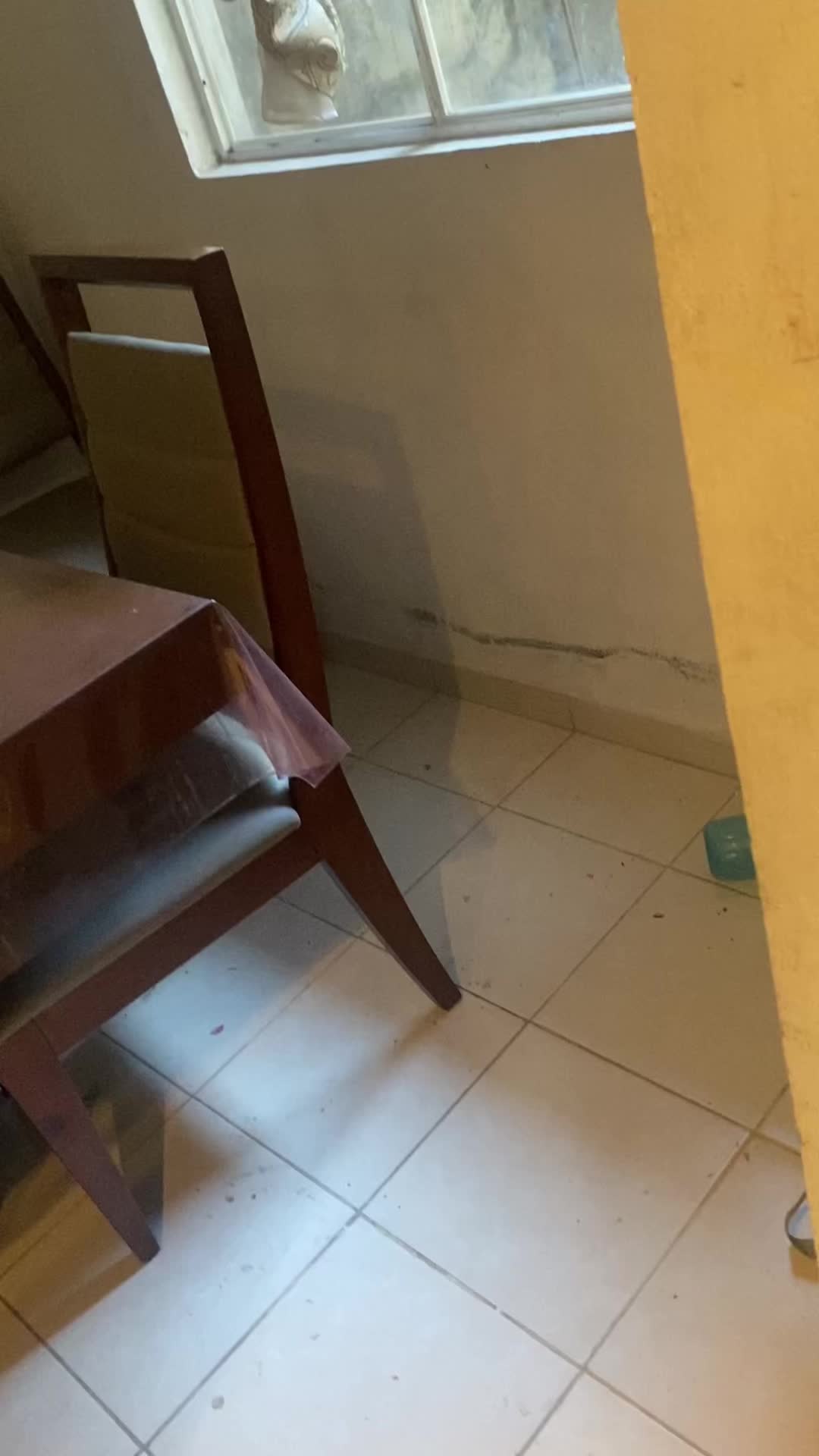 @rayito634