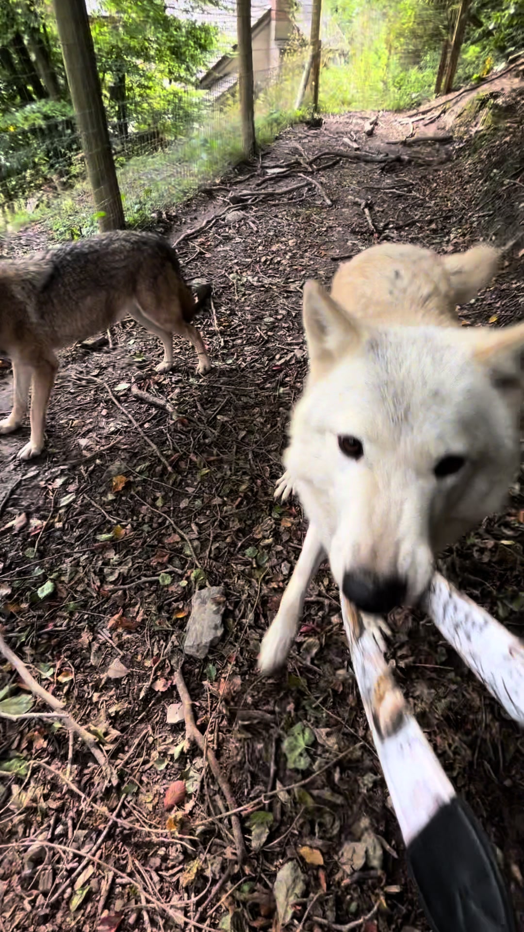 @Ellie&rsquo;s Wolf Travel 🐺