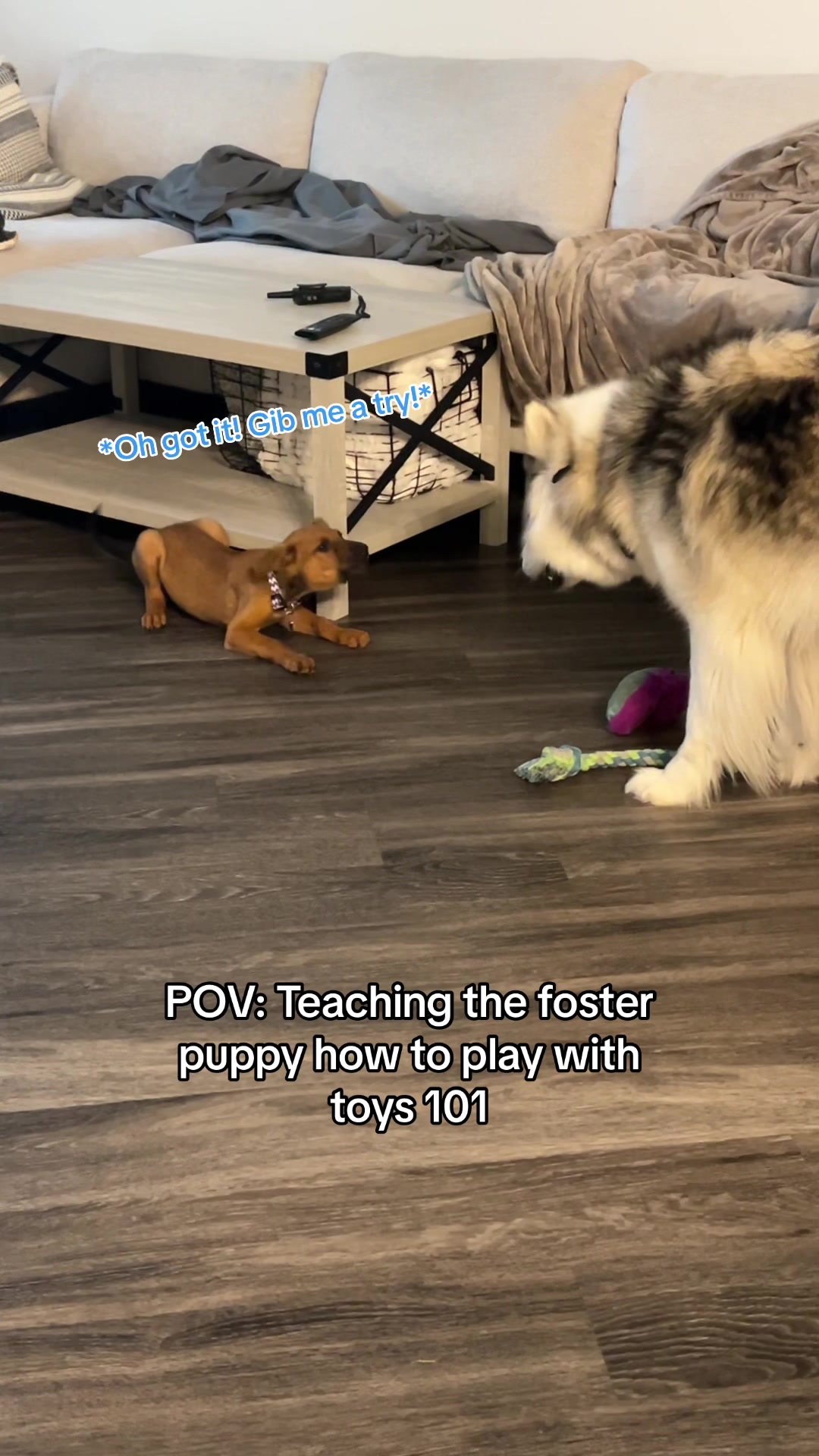 @Winnie & Wookie🐾