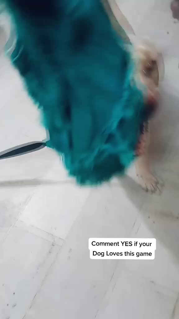 @Cute Doggo 🐶