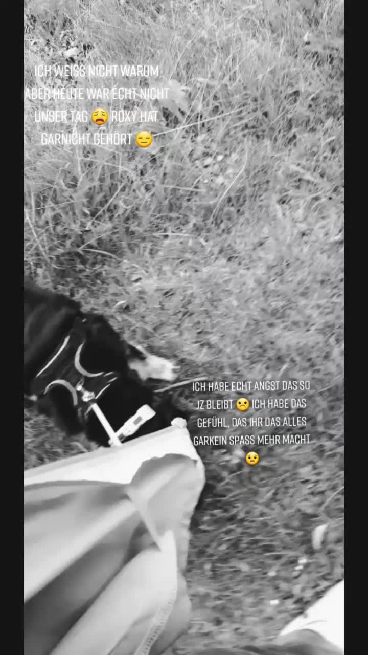 @Mischling 🐶