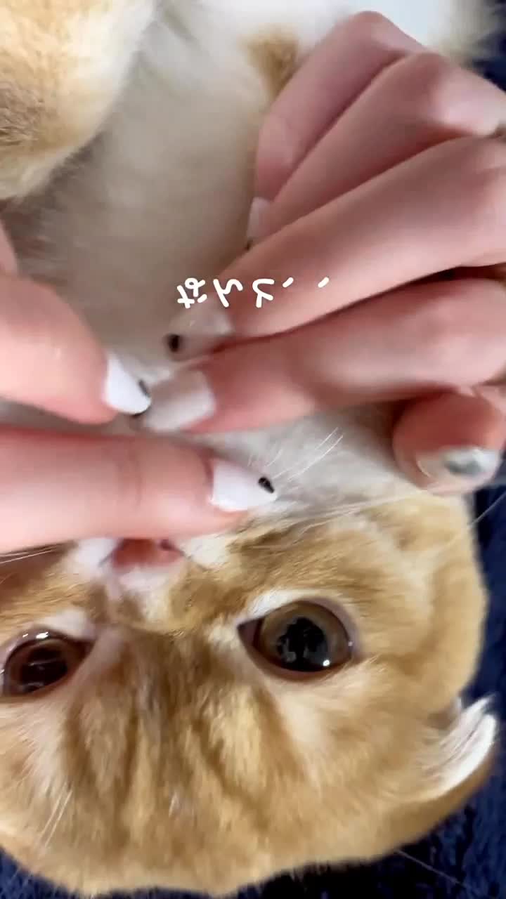 @sonyakoepp