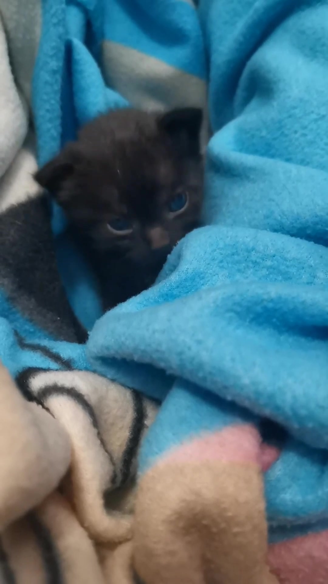 @lalocadelosgatos