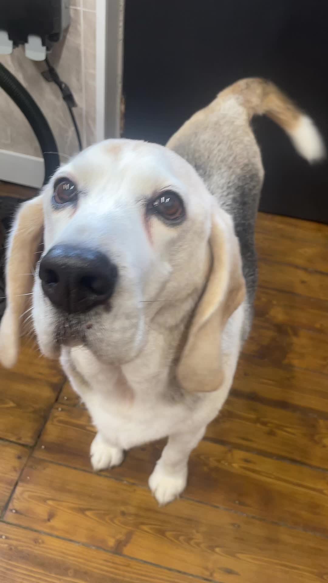 @Pet Angels