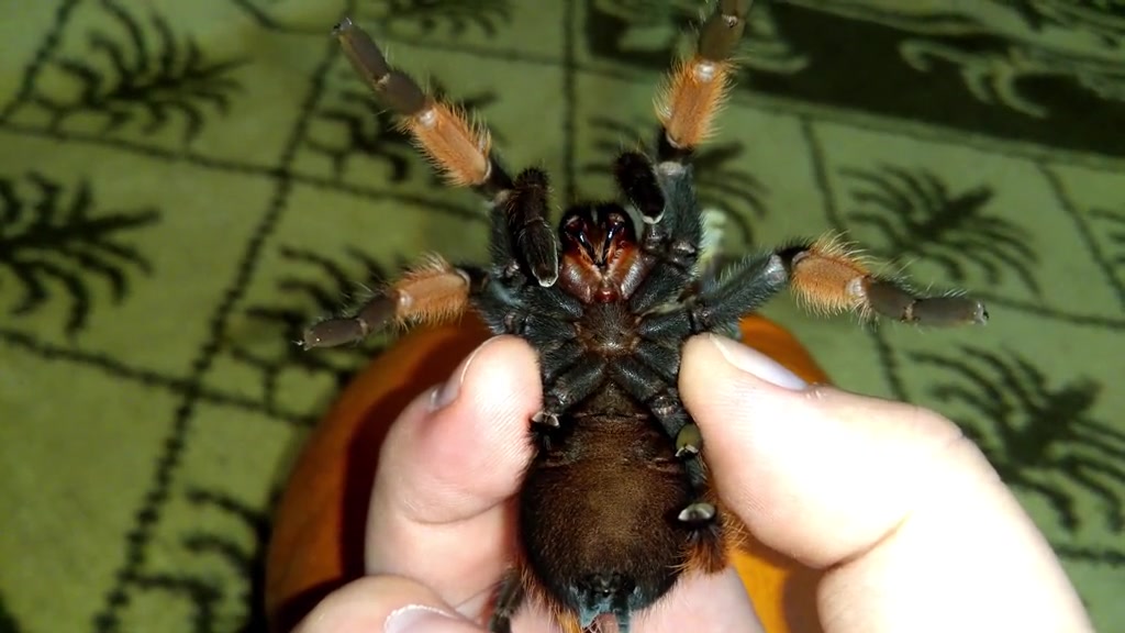 @Beast.spiders