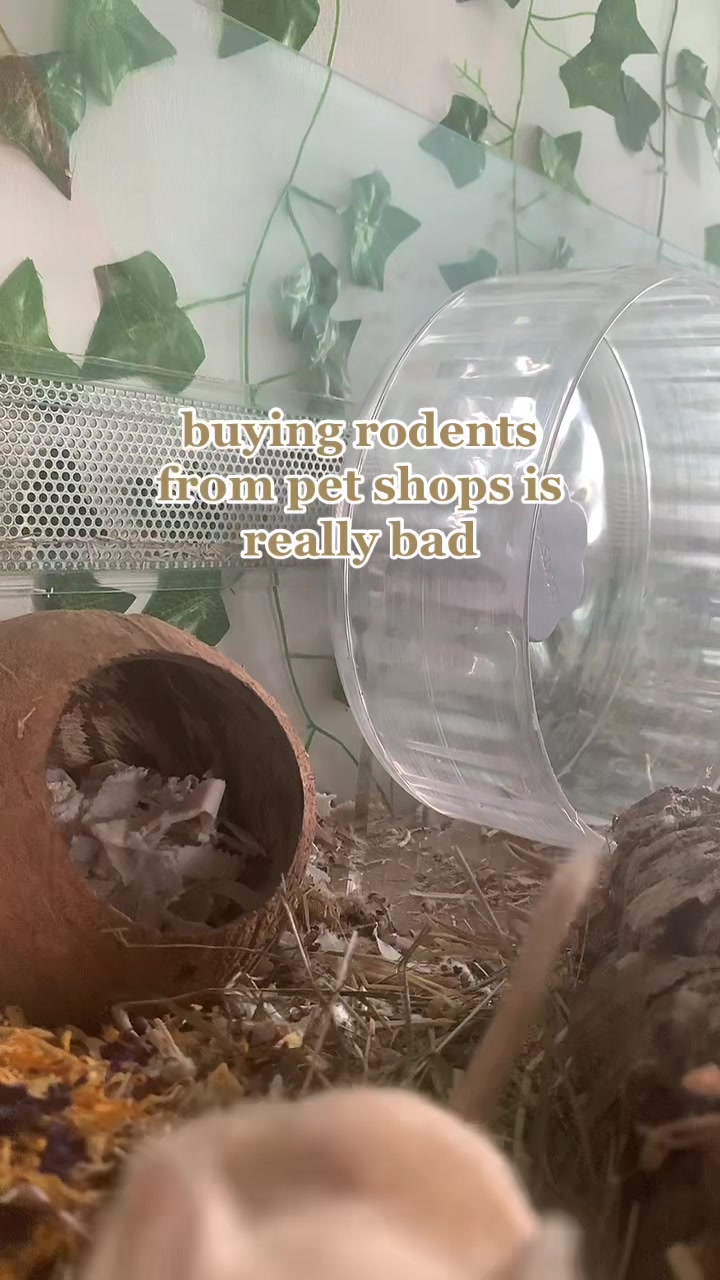 @gerbils