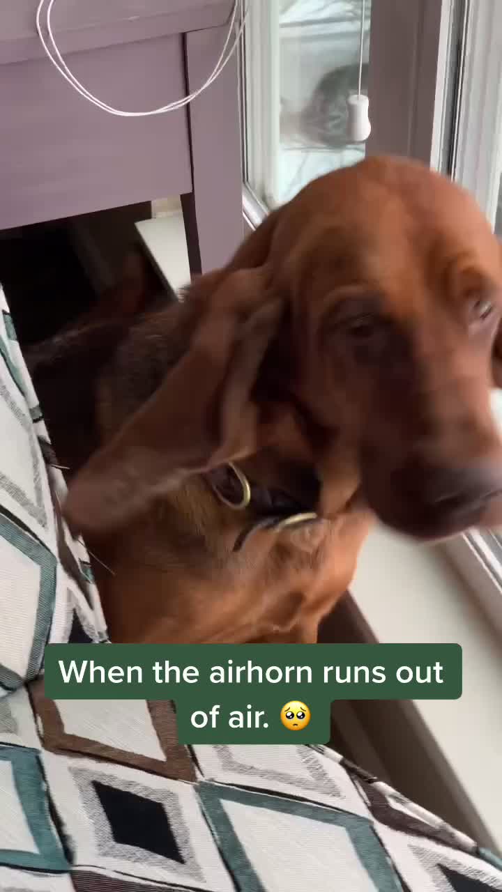 @RiverTheLiverHound