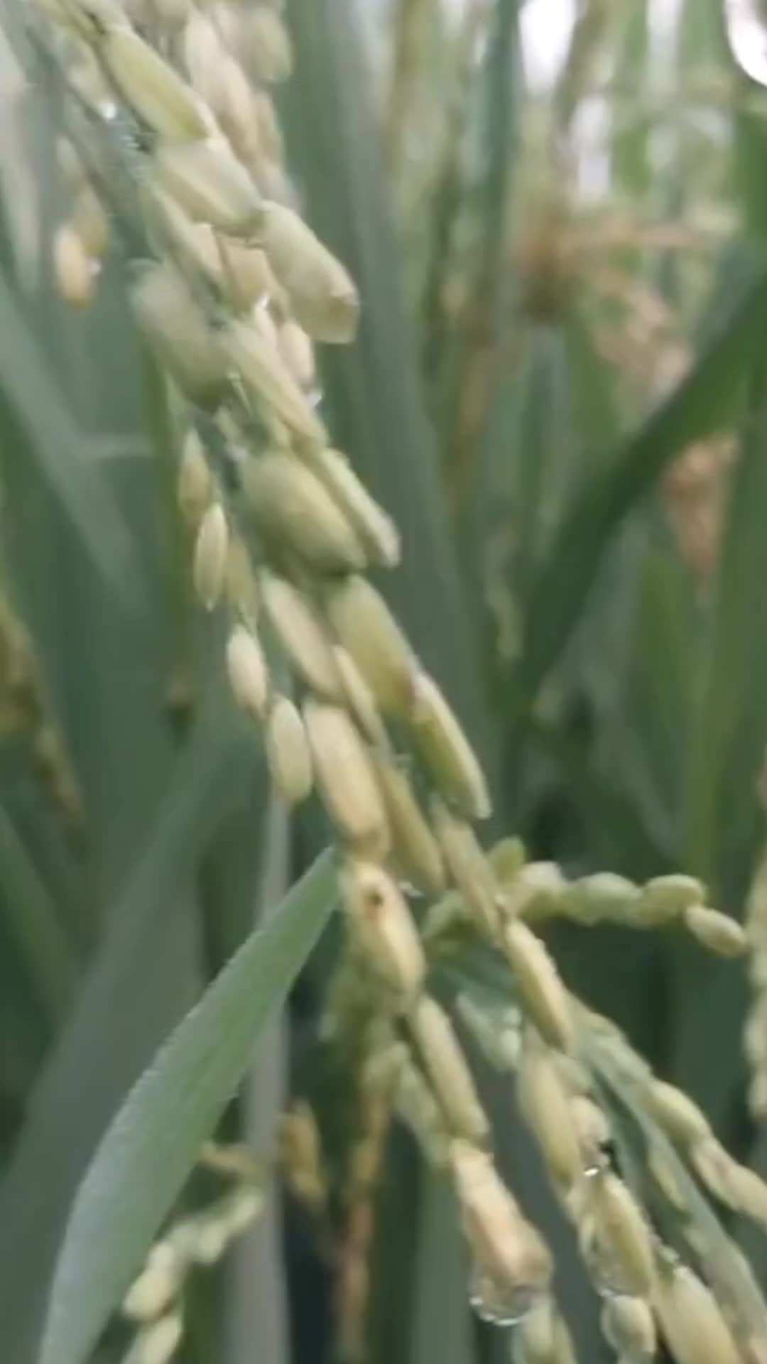 @कर्या कङ्ग्रेहुवा