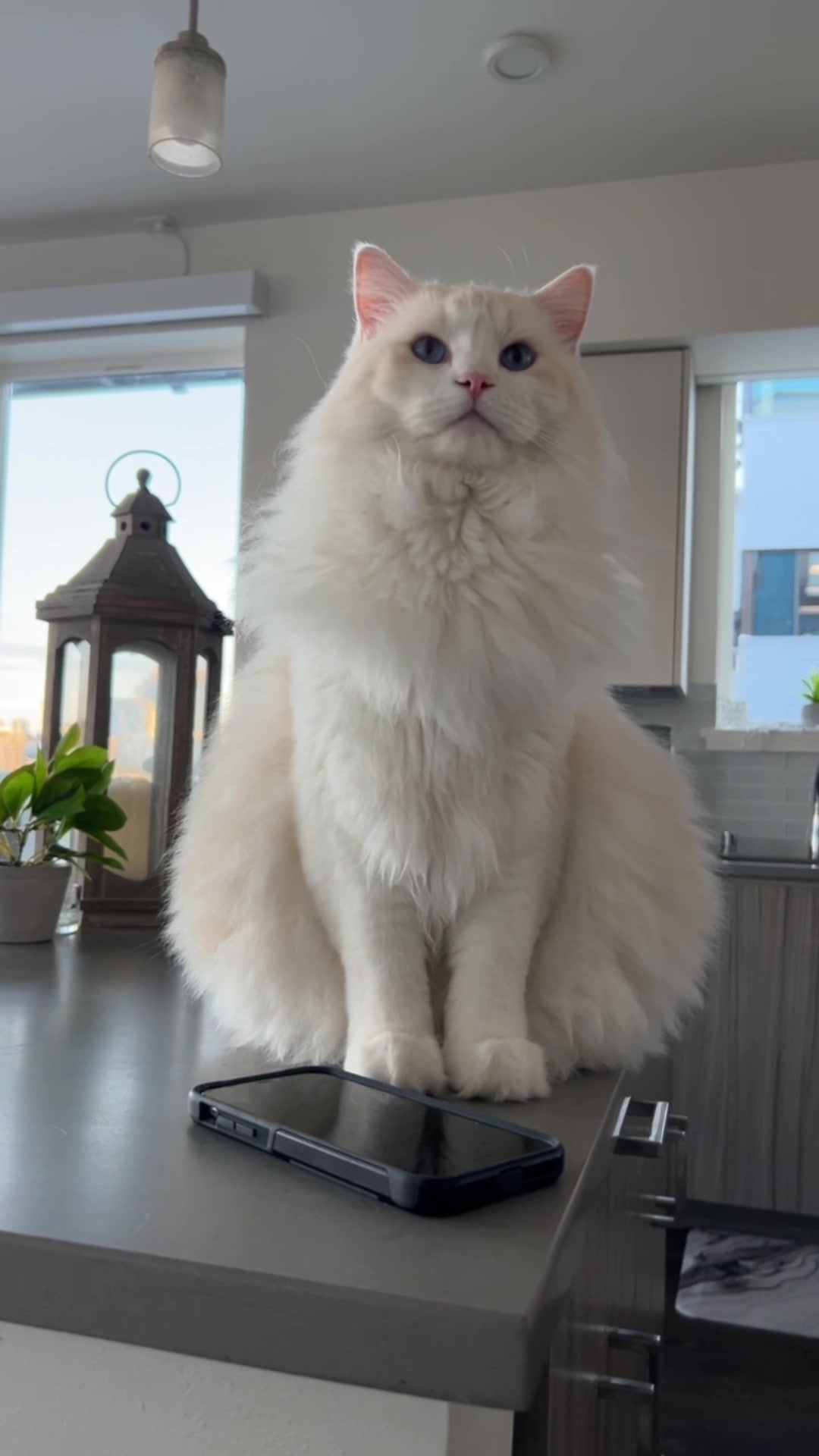 @Brody The Ragdoll Cat