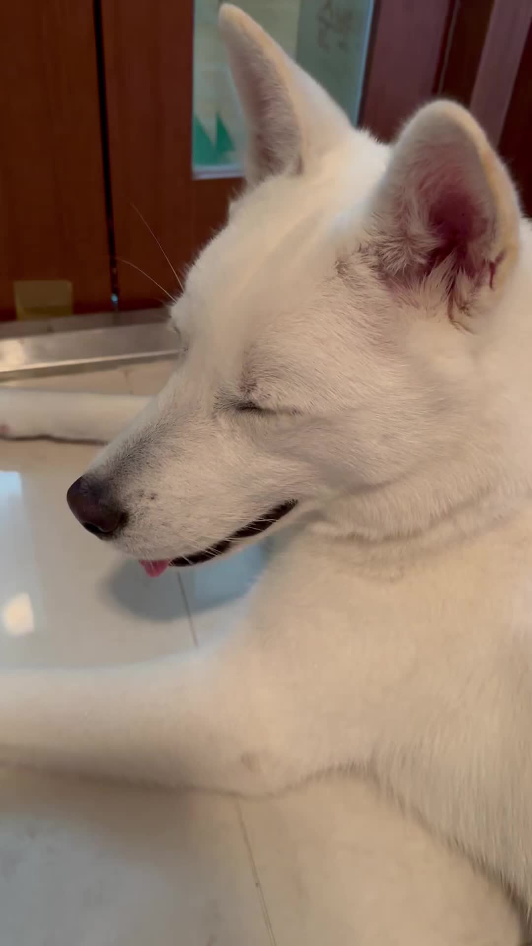 @Cute_Puppy_01