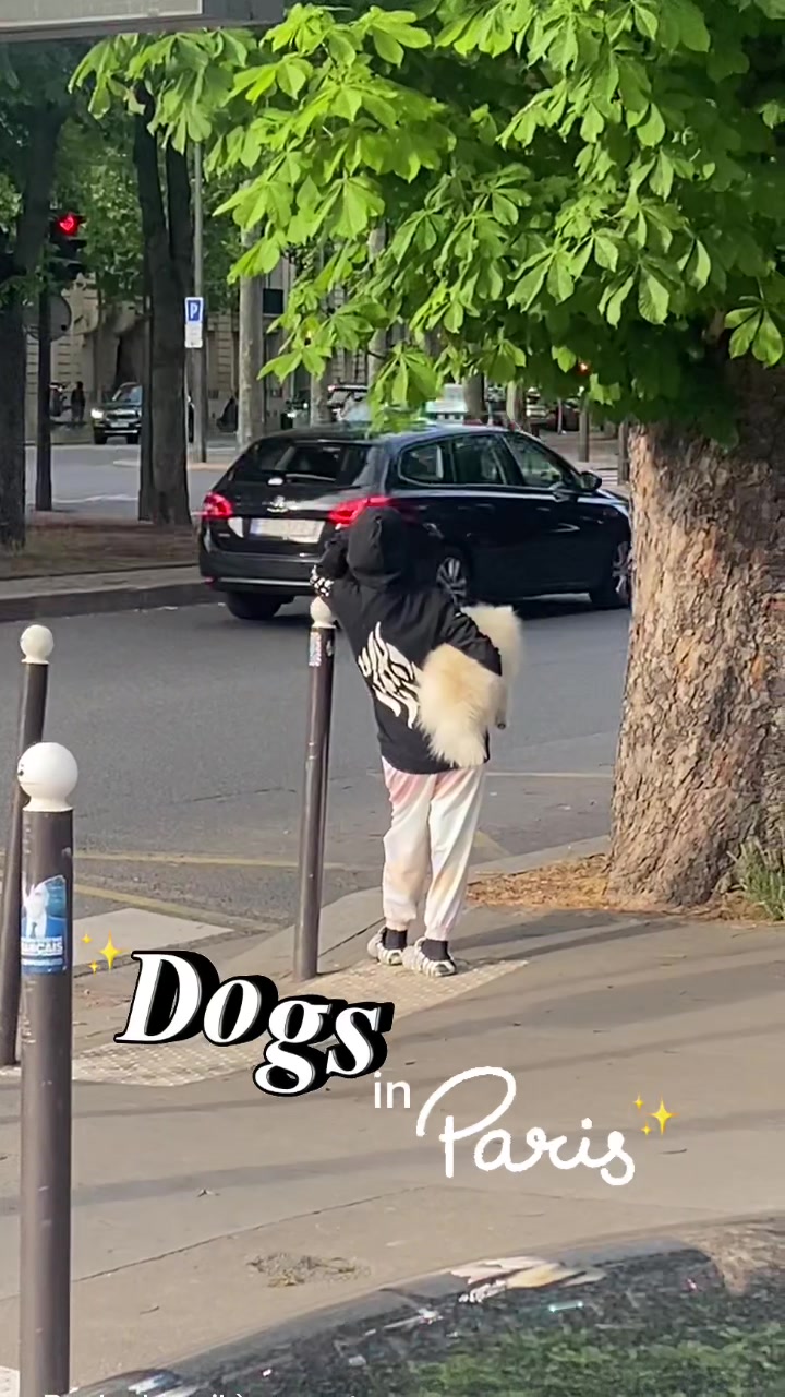 @dogs in Paris 🐶