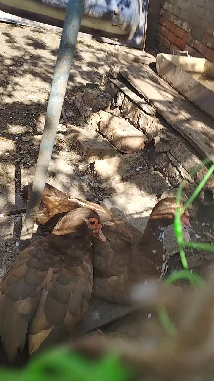 @🦃инда утки🦆