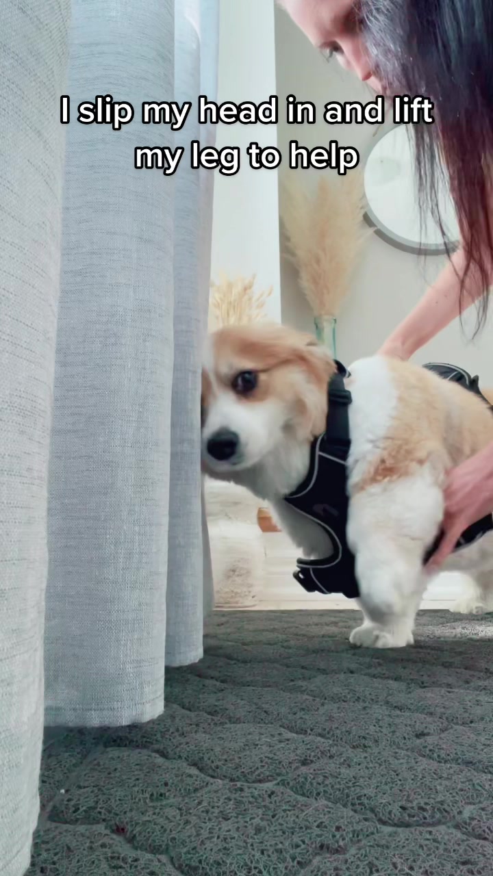 @hudsonthefluffycorgi