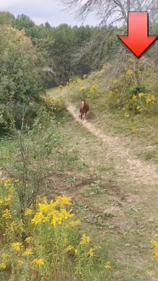 @Horse🐴🦄💕