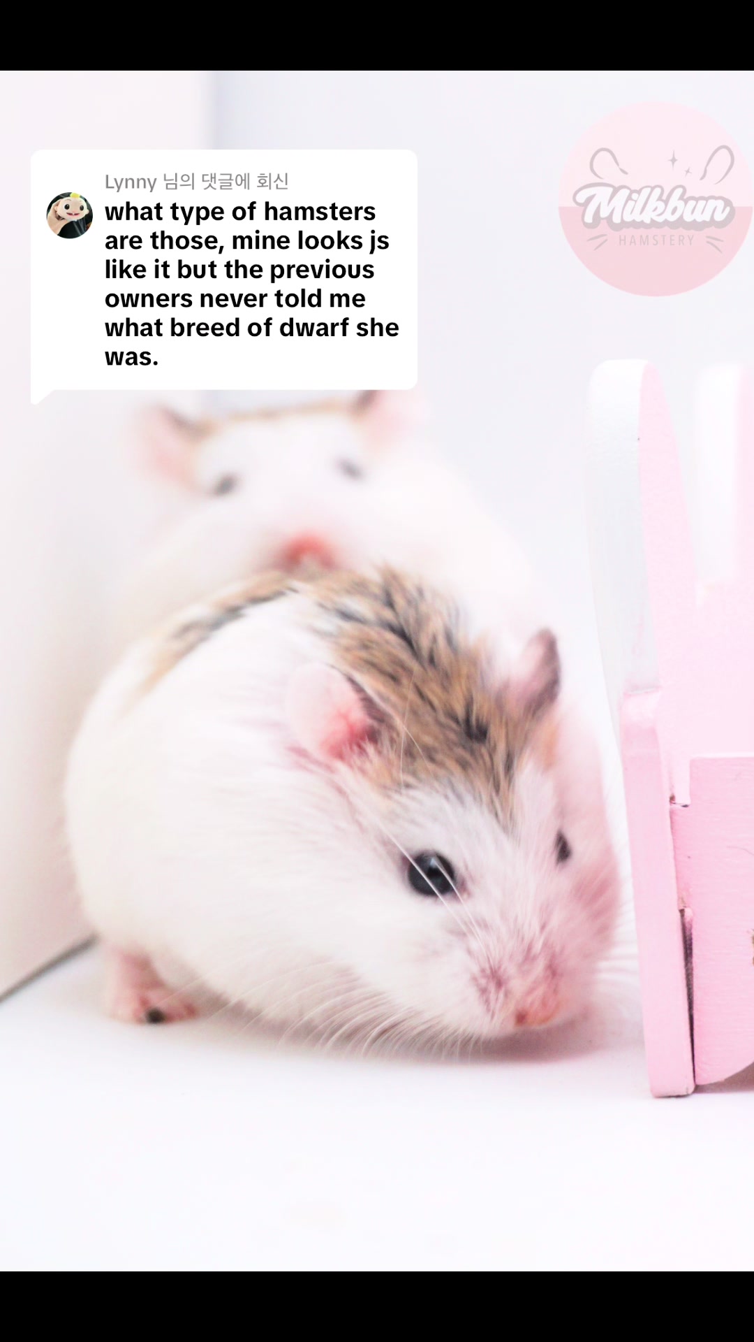 @Milkbun Hamstery 🍡