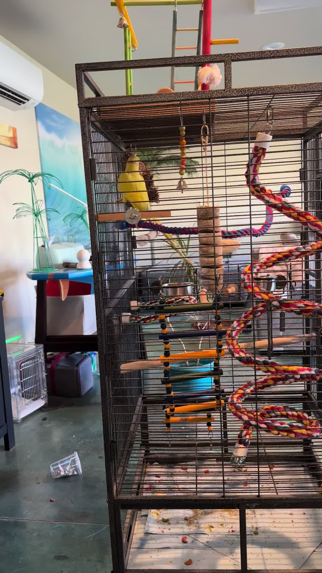 @Tweety the Ringneck