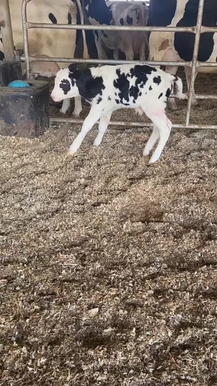 @Farmer Moo