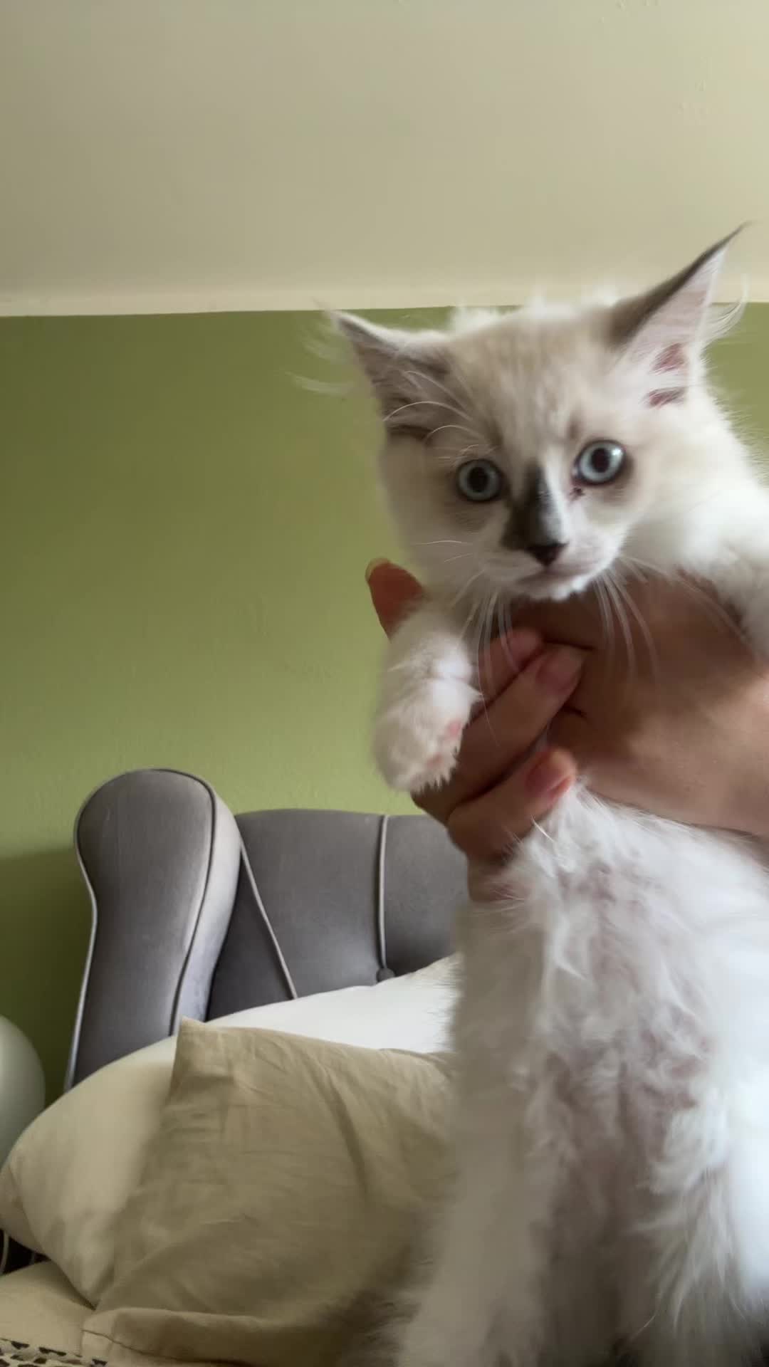 @Ragdoll Kittys🌈🧡🐾