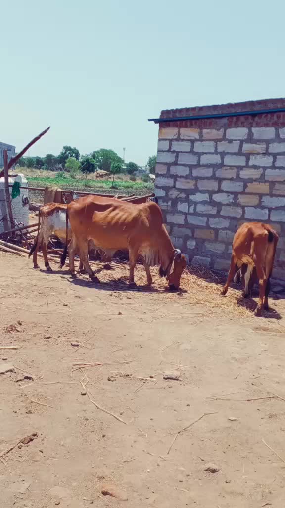 @ગૌ રક્ષક