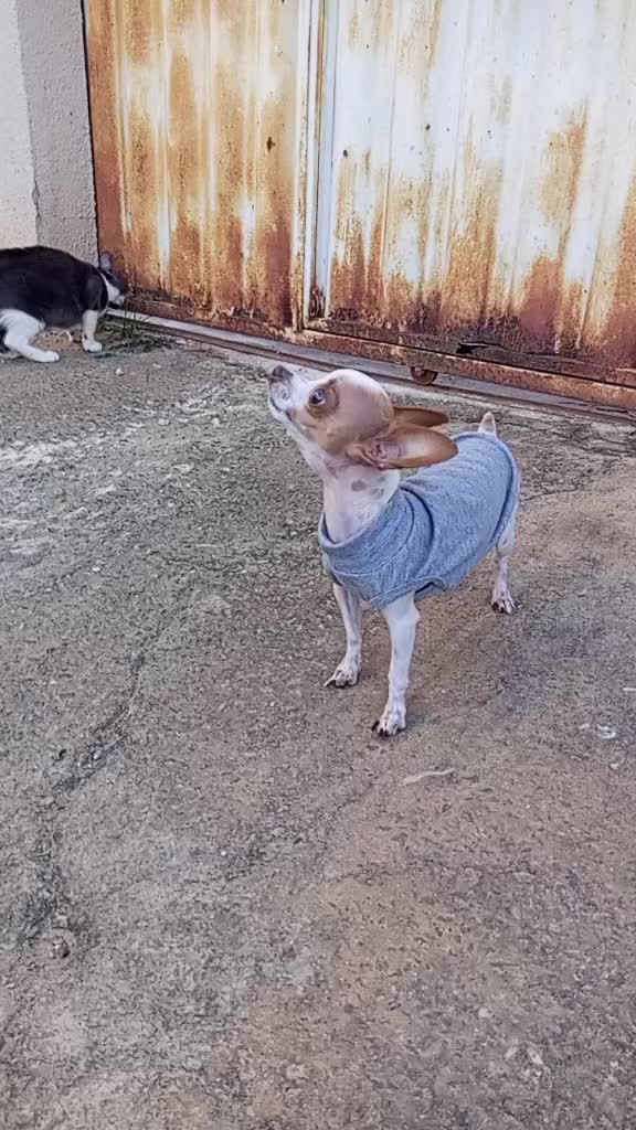 @Lilizinha🐶